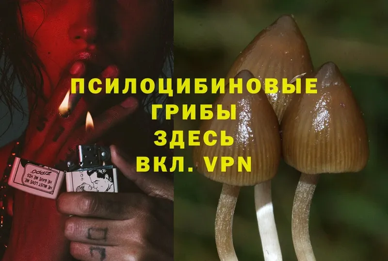 Галлюциногенные грибы Psilocybe  Микунь 